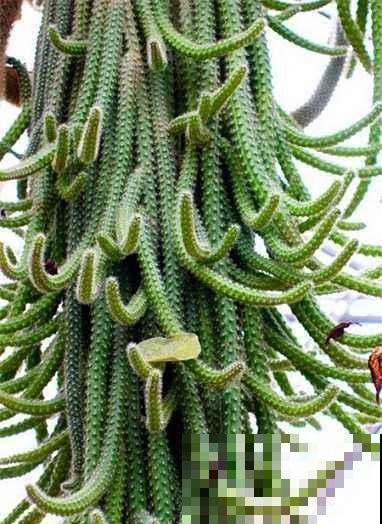 长得最快的多肉，满盆毛毛虫，开花比月季还艳！