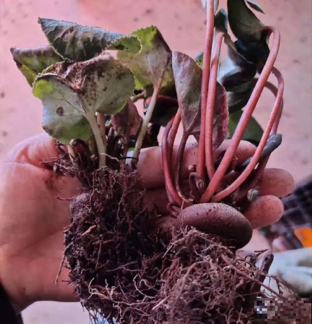 秋老虎来了，9种花进入“死期”，切莫大意！