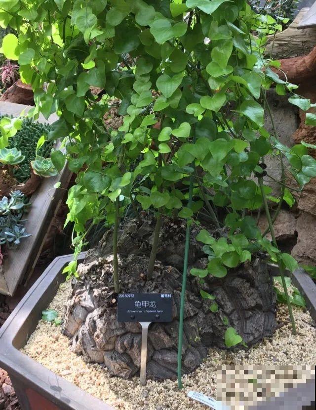 沙漠玫瑰太能长，足足100斤，1个人差点搬不动！