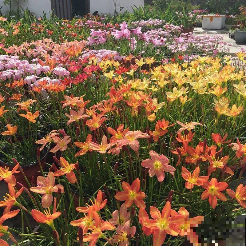 11种花,下个月就开花,现在养护是关键! 11种花,下个月就开花,现在养护是关键!