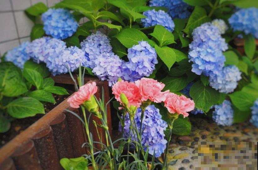 天凉最适合扦插,绣球随便剪根枝,插水里都能活! 天凉最适合扦插,绣球随便剪根枝,插水里都能活!