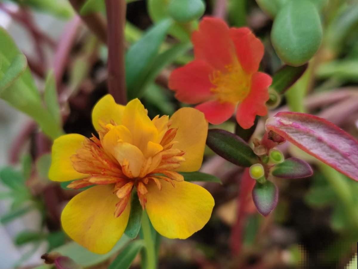 养花形成的8个习惯,听说超级准,你中了几条? 养花形成的8个习惯,听说超级准,你中了几条?