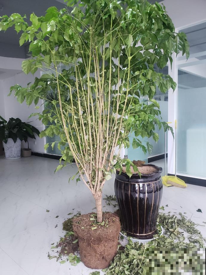 浇水时注意一个细节,花喝了长得超快,大白根又密又壮! 浇水时注意一个细节,花喝了长得超快,大白根又密又壮!