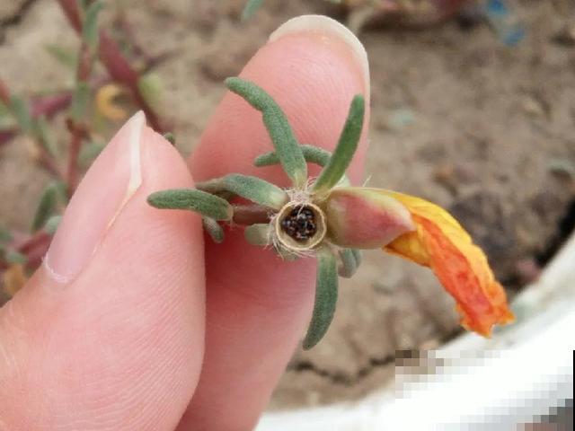 花开完别剪，再等15天，能收上千粒种子！