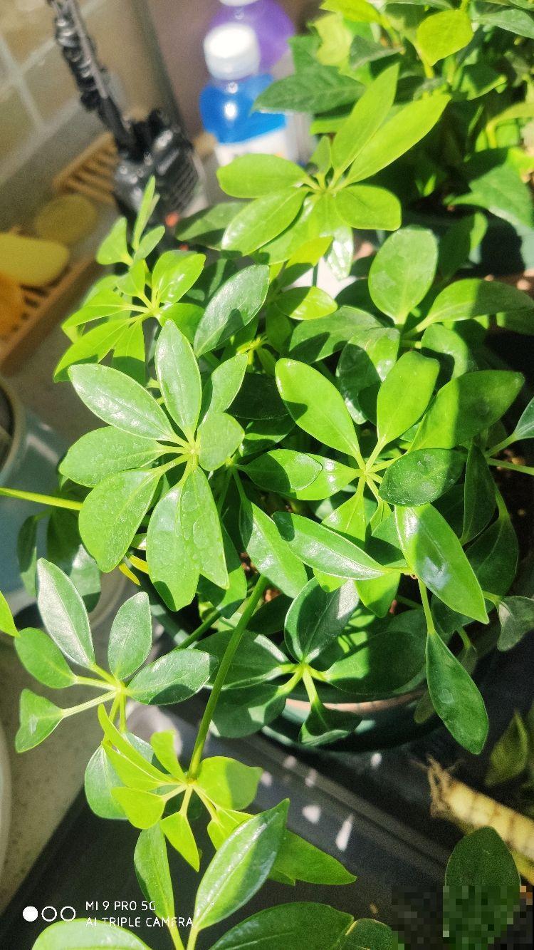 文竹掐个枝，找个瓶子插水里，呼呼冒出小笋芽