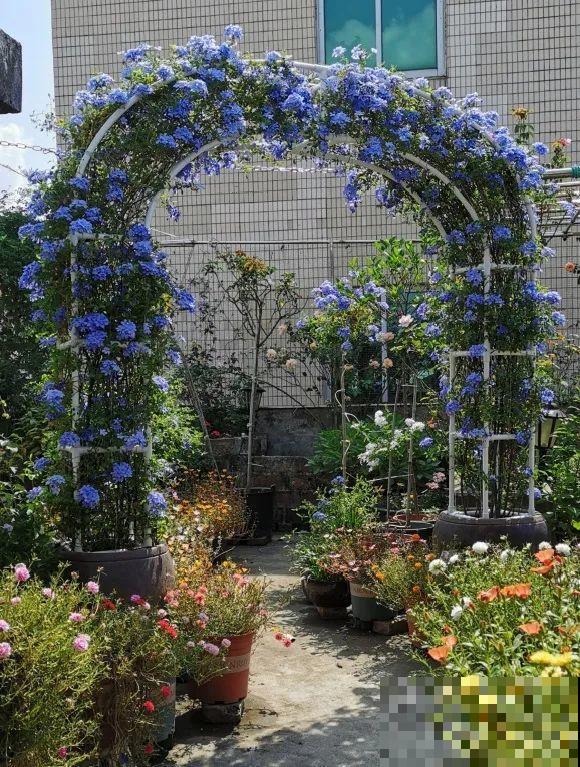 捡了3个大水缸，种上这几种花，放门口太霸气了！