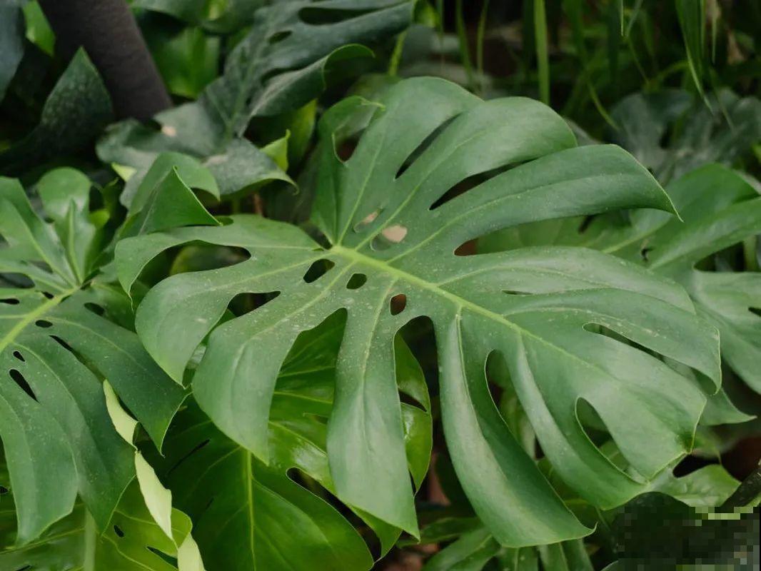 24种植物“净化器”,每个房间养一盆,太值了! 24种植物“净化器”,每个房间养一盆,太值了!