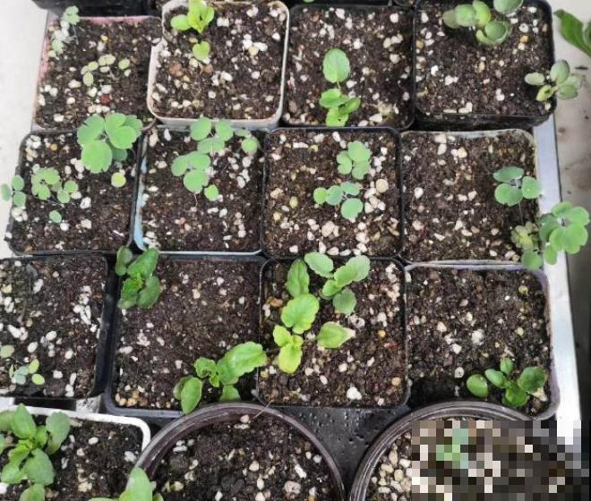 现在是播种最佳时期,种多少活多少,从秋开到春! 现在是播种最佳时期,种多少活多少,从秋开到春!