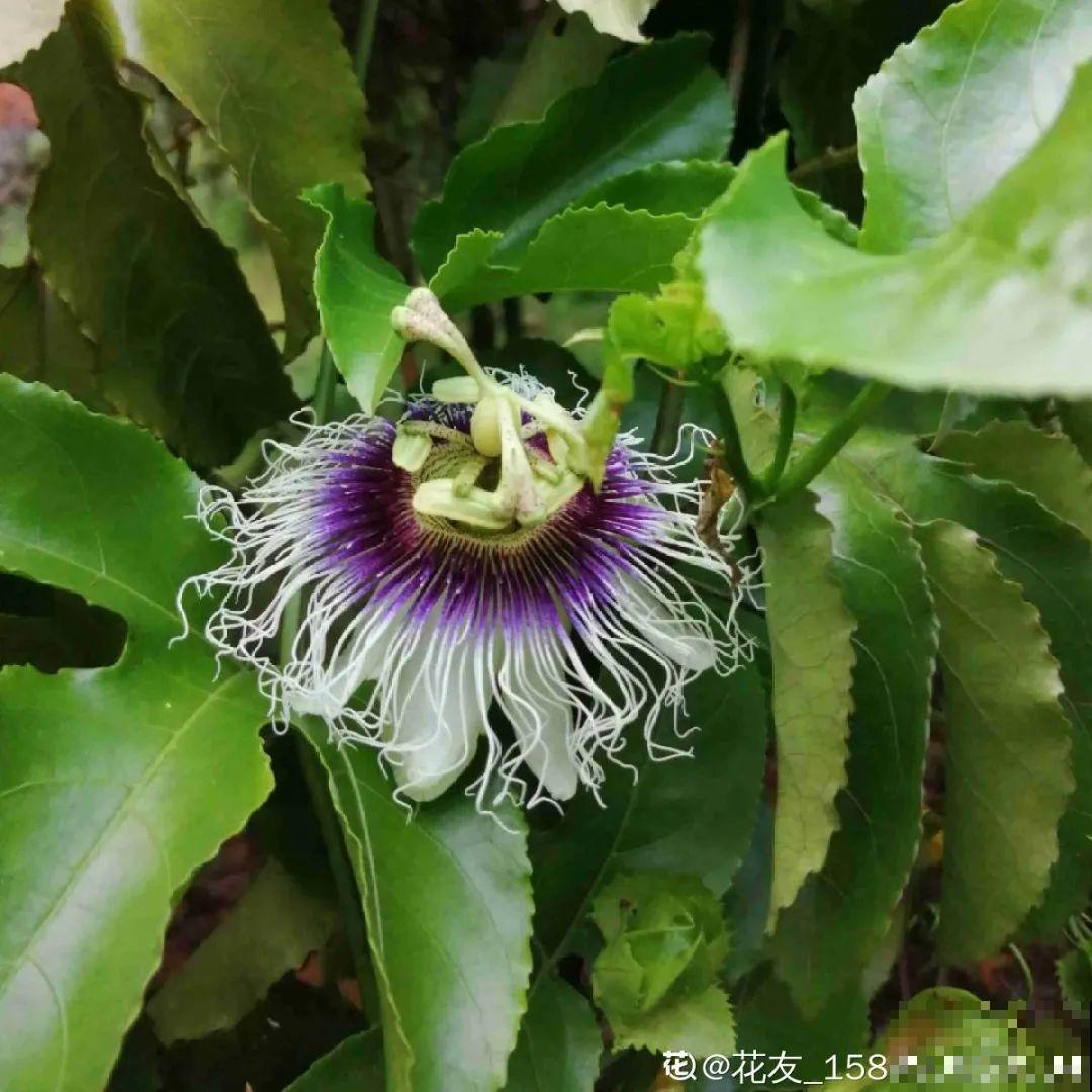 看图猜花名，100道题，测你的养花天分！
