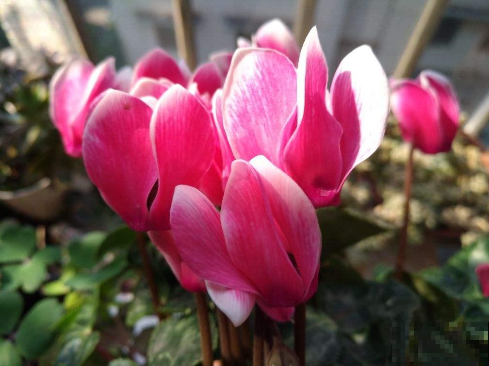 4种花，初秋千万别入手，养不活还浪费钱