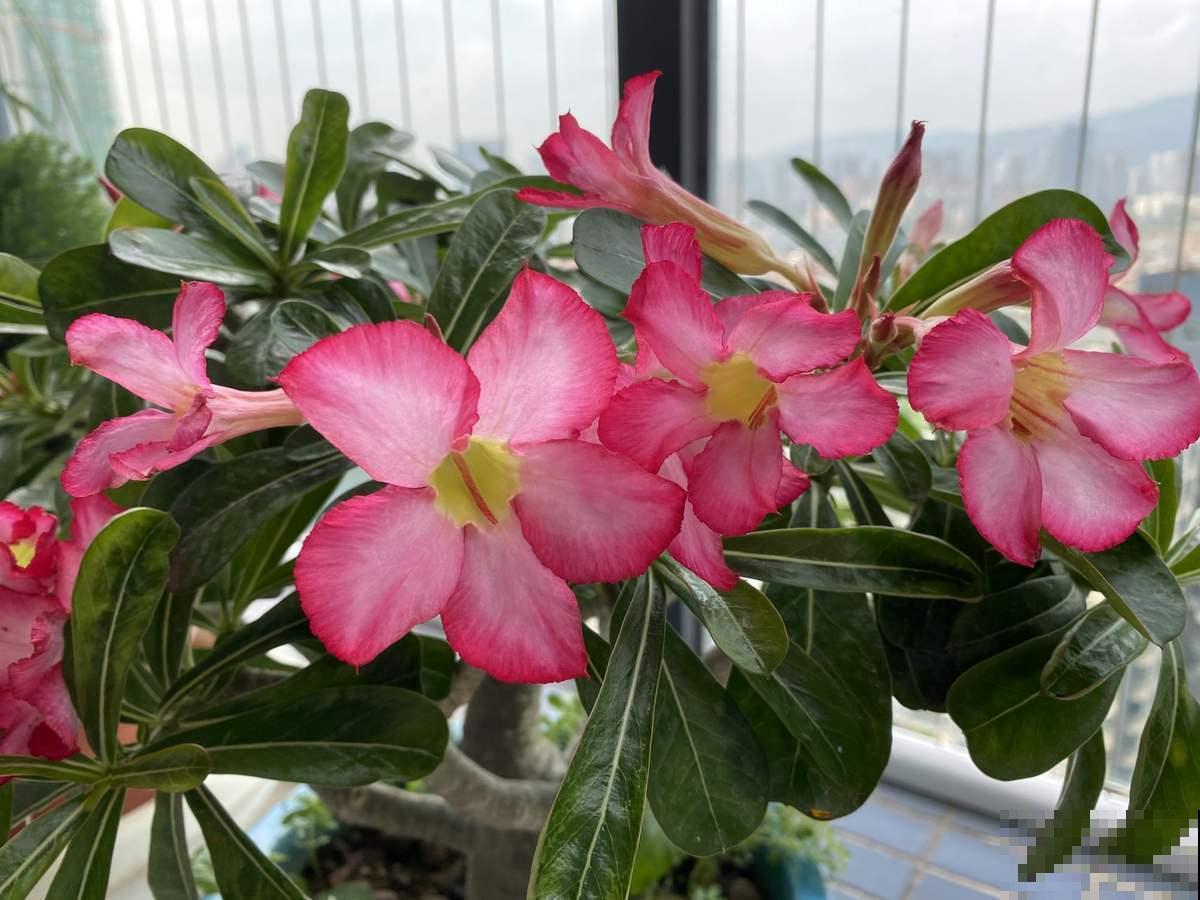 超耐旱的沙漠玫瑰,肚大花美,你值得拥有哦! 超耐旱的沙漠玫瑰,肚大花美,你值得拥有哦!