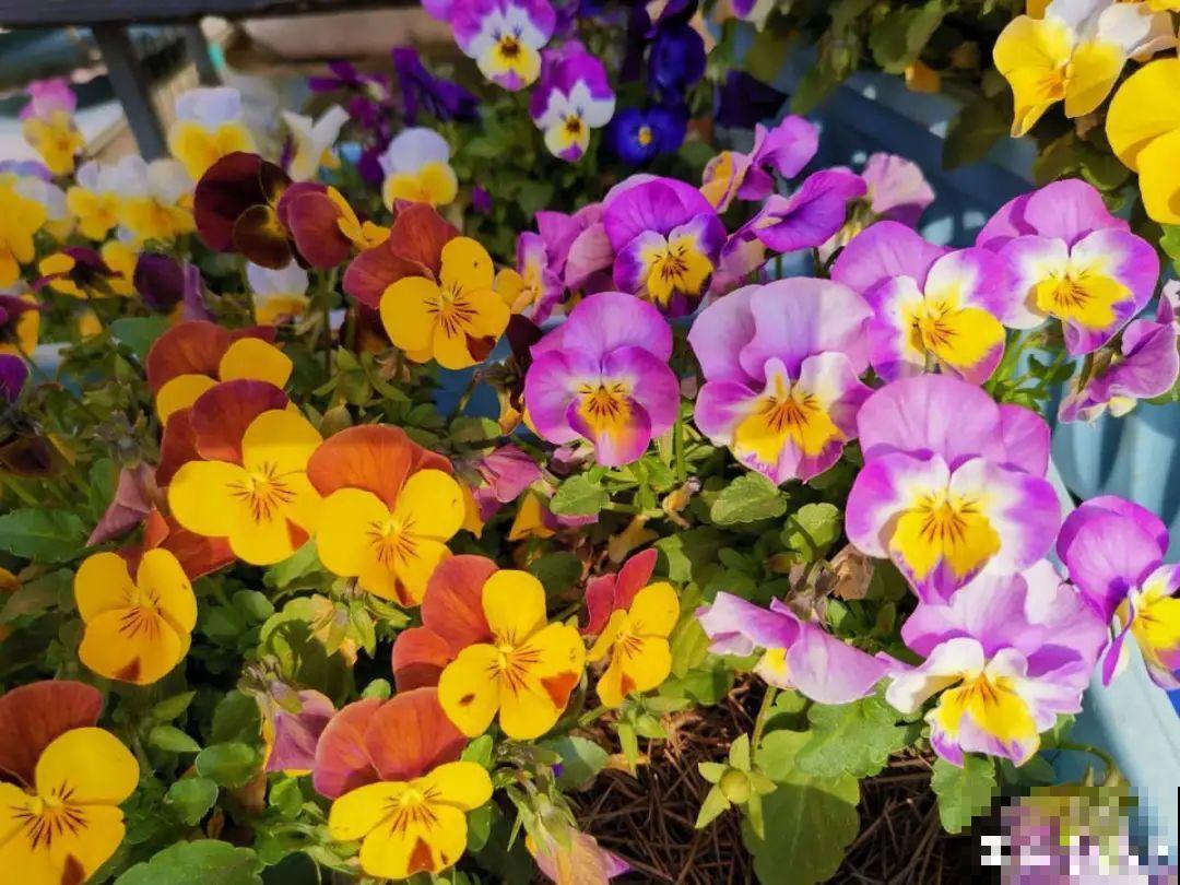 9月后就养这些花,比绿萝好养,疯狂开花到明年! 9月后就养这些花,比绿萝好养,疯狂开花到明年!