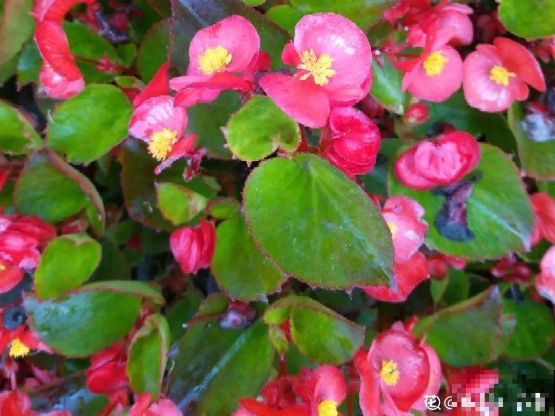 9月后就养这些花,比绿萝好养,疯狂开花到明年! 9月后就养这些花,比绿萝好养,疯狂开花到明年!