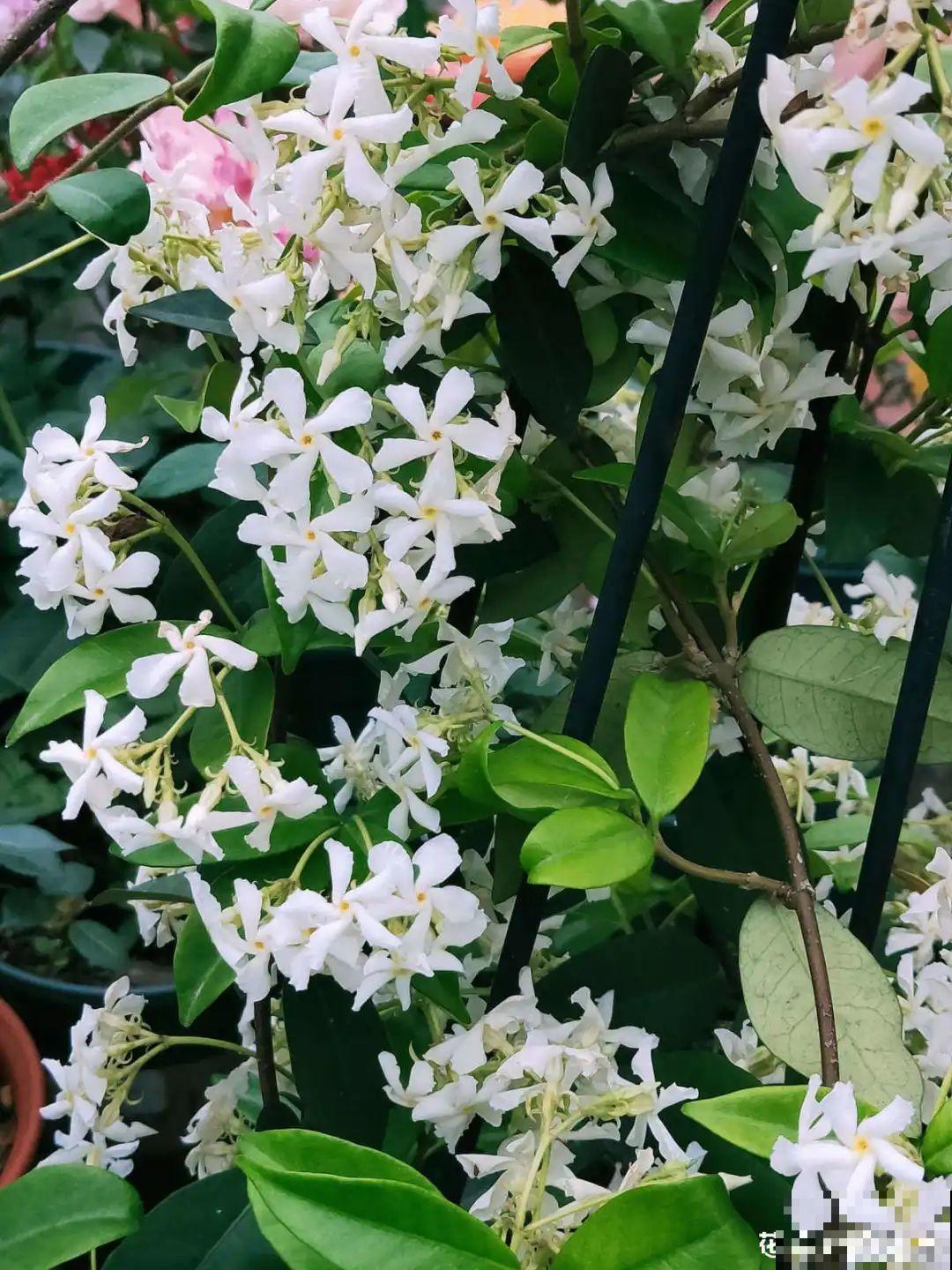 她在屋檐上养花，每天爬上爬下，乐在其中！