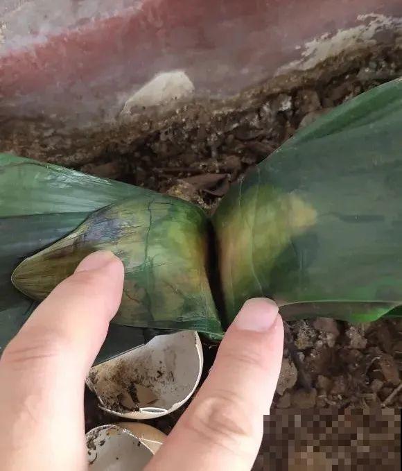 秋老虎来了，9种花进入“死期”，切莫大意！