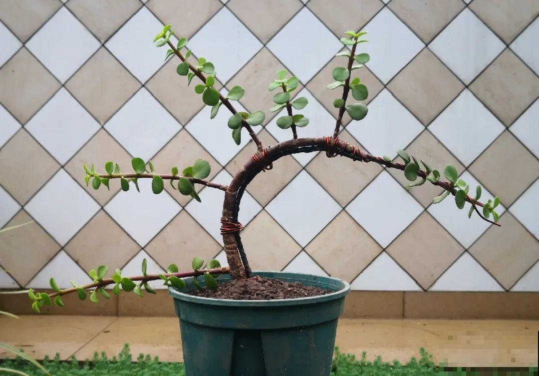 养金枝玉叶,剪成“歪脖子”,越歪越值钱! 养金枝玉叶,剪成“歪脖子”,越歪越值钱!