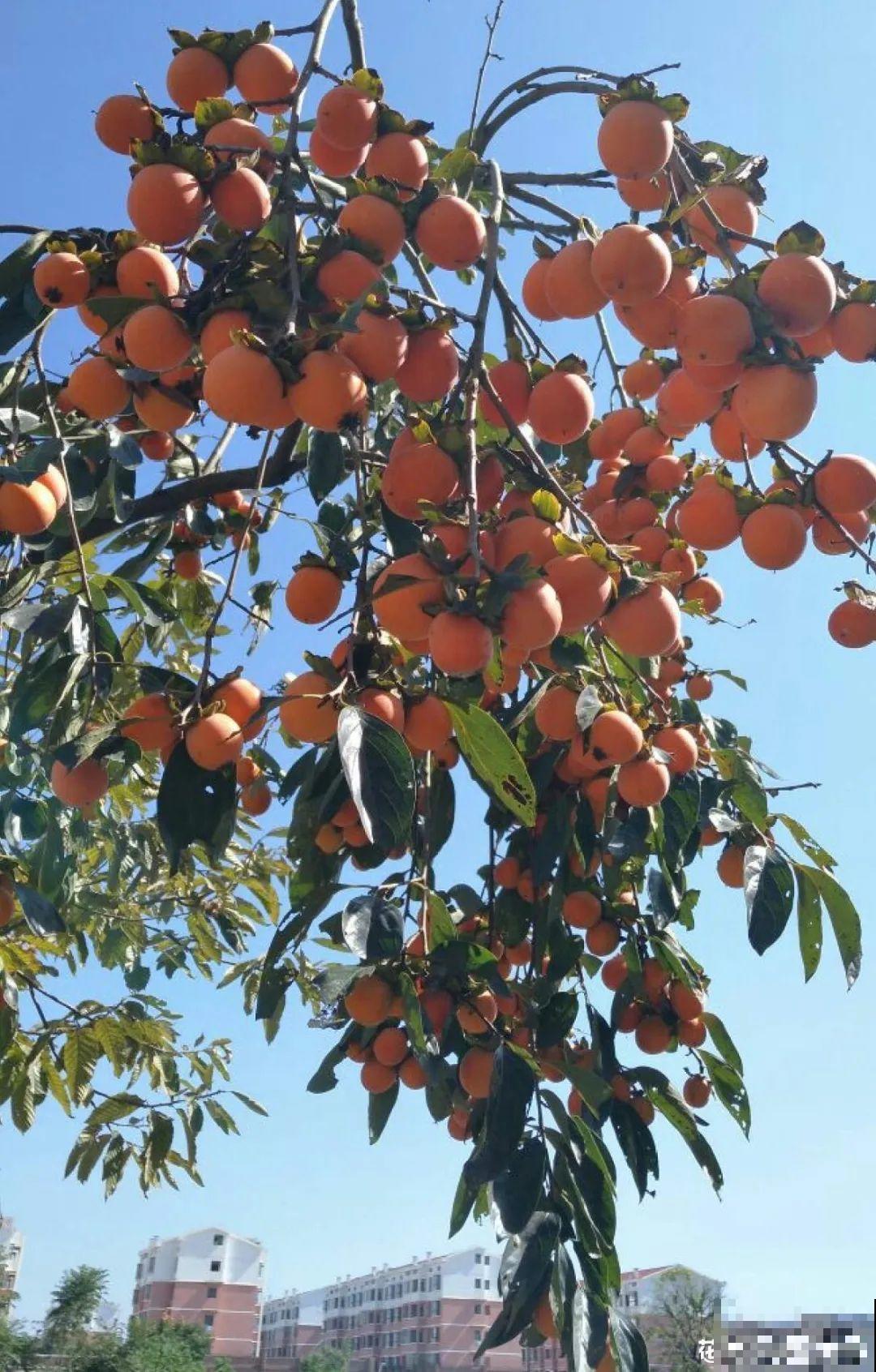 院子里种棵守家果树,镇宅风水好,旺人旺家 院子里种棵守家果树,镇宅风水好,旺人旺家