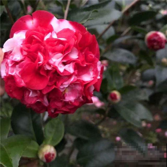 又到了养茶花的季节,给它喝点醋才能开花多,花苞个个开不停 又到了养茶花的季节,给它喝点醋才能开花多,花苞个个开不停