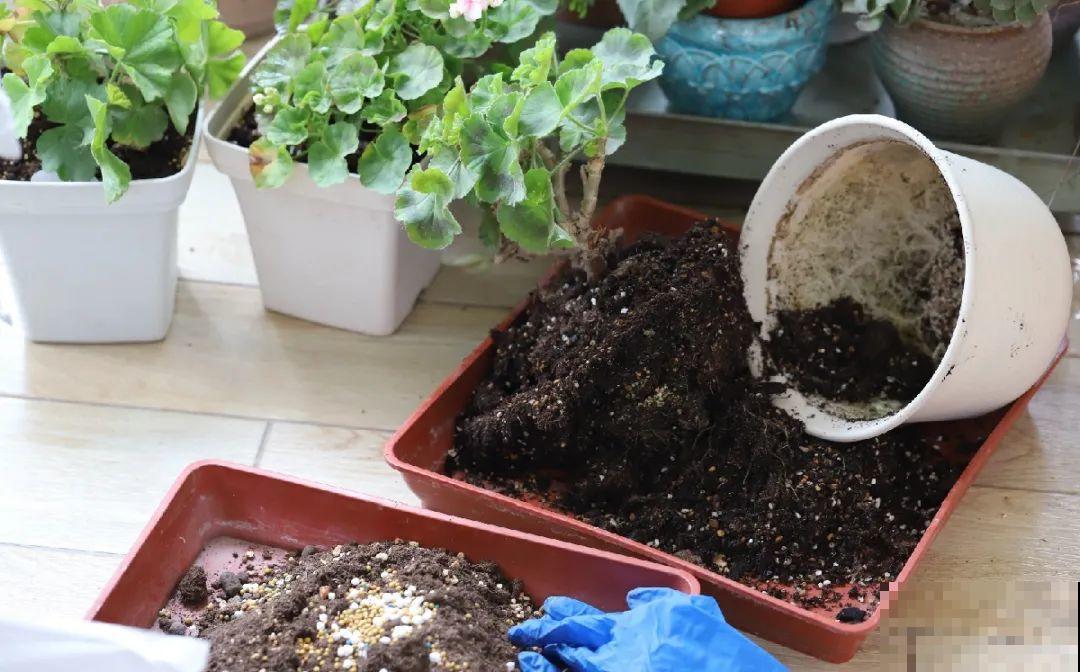 三伏已过,这花可以处理了,晚了错过开花! 三伏已过,这花可以处理了,晚了错过开花!