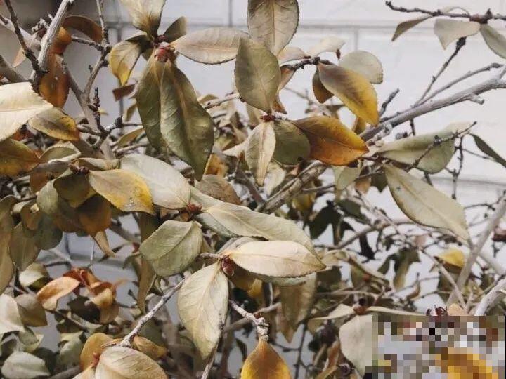 这种花苞要摘掉，不然全都开不了，花还会死！