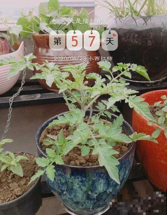 西红柿、玉米……埋土里，7天长成小森林，结出果子一大筐！