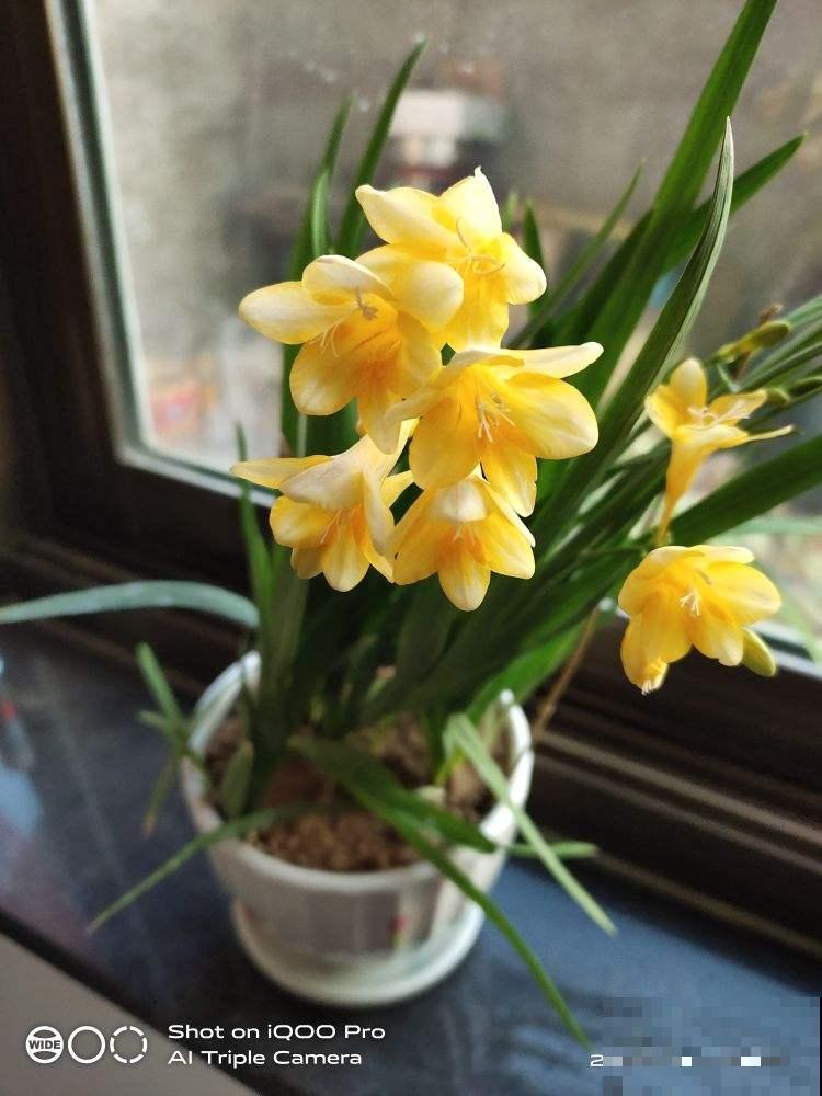 秋凉后，可以“唤醒”4种休眠花，很快就长花苞