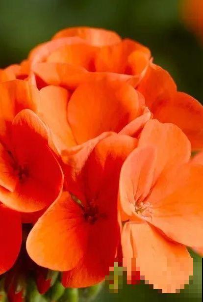 天竺葵太能开,一年能开大半年,花多还易爆盆! 天竺葵太能开,一年能开大半年,花多还易爆盆!