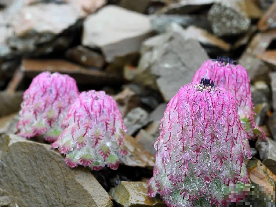 山上的雪莲,说摘就摘? 山上的雪莲,说摘就摘?