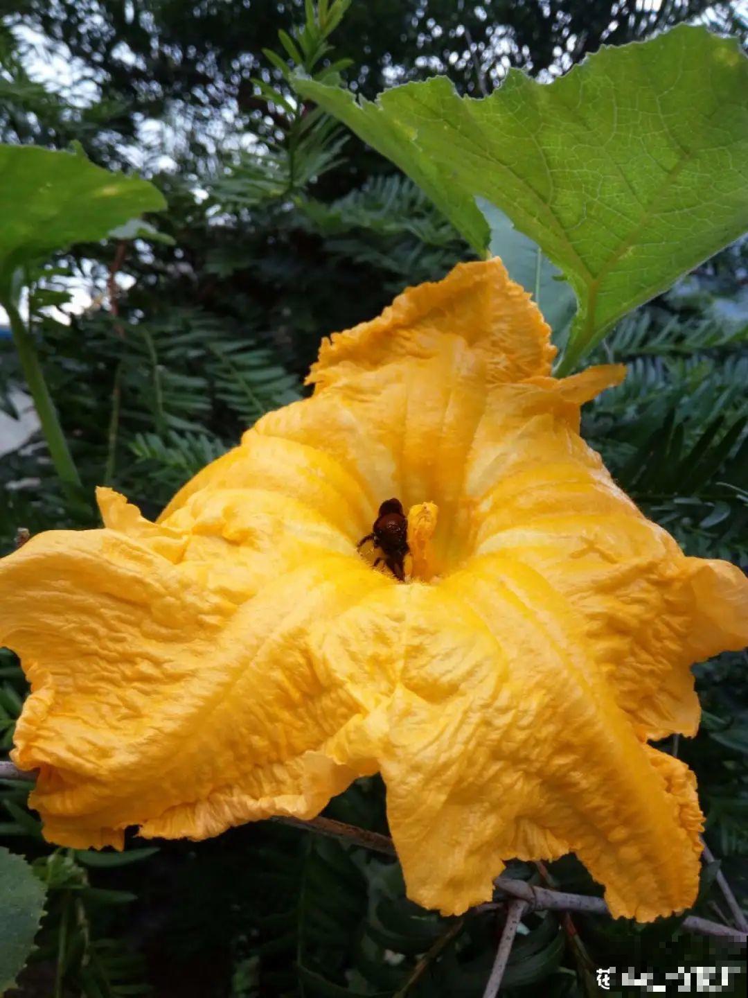 农村养出的“宝藏”花，精致可爱，一点也不土气！