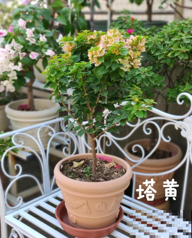 20平的小楼顶，养了100多盆三角梅，花团锦簇美不胜收！