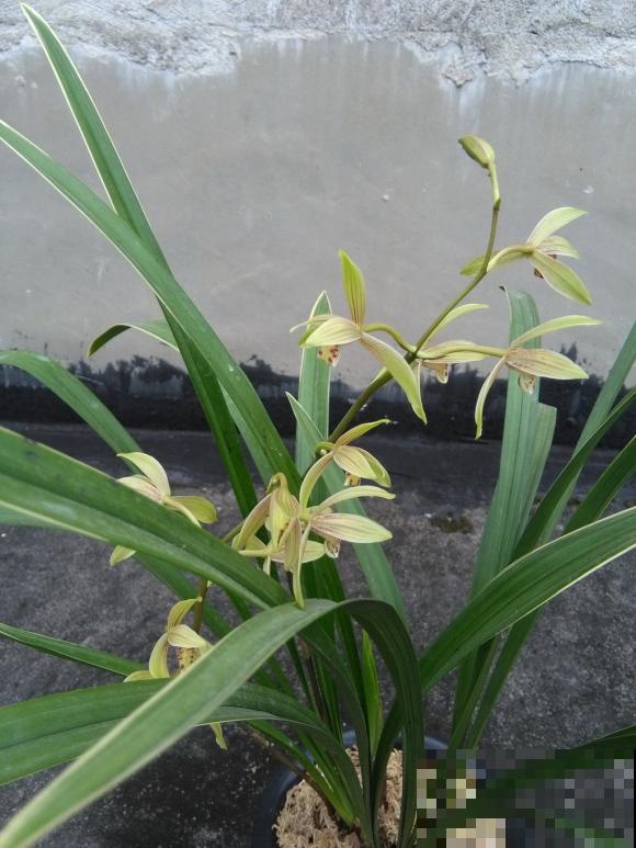 兰花入手的最佳时期,选这6个品种,便宜好活开花勤! 兰花入手的最佳时期,选这6个品种,便宜好活开花勤!