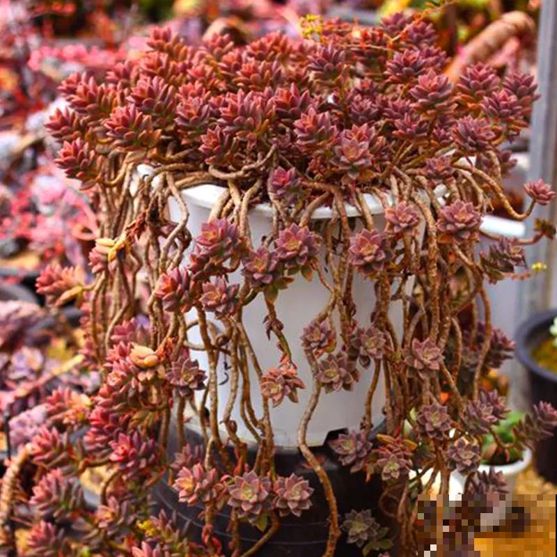 5种多肉，吊起来养，长成一面瀑布太霸气！