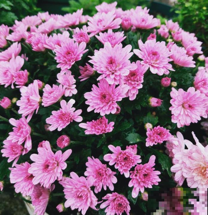 入秋后更适合养草花,一盆能开上百朵,便宜又好养! 入秋后更适合养草花,一盆能开上百朵,便宜又好养!