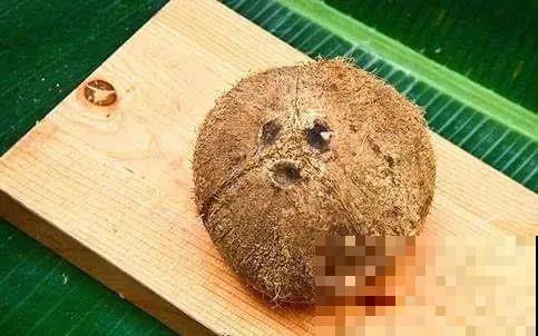 西红柿、玉米……埋土里，7天长成小森林，结出果子一大筐！