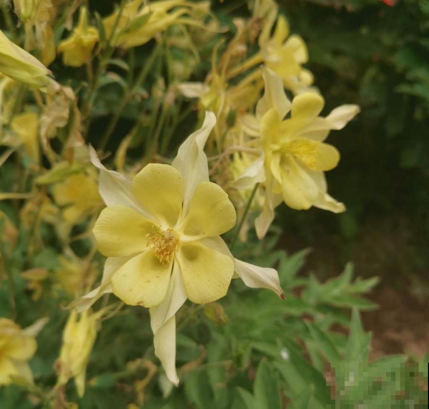 耧斗菜太“乖”,咋养都省心,懒人必备! 耧斗菜太“乖”,咋养都省心,懒人必备!