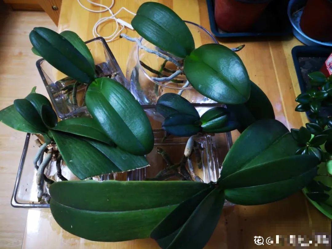 路边也能捡到“宝”,回家养一养,开成宝贝花! 路边也能捡到“宝”,回家养一养,开成宝贝花!