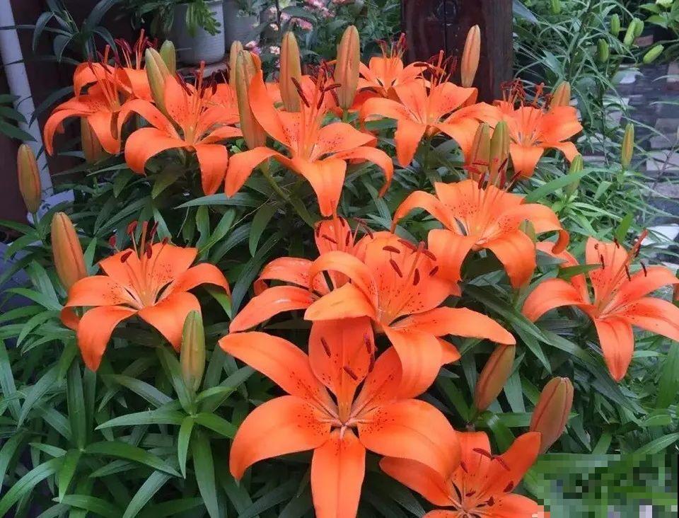 种花赚钱？要是有块地，真的发财了！