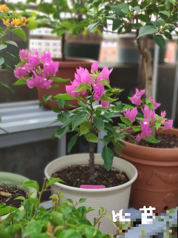 20平的小楼顶，养了100多盆三角梅，花团锦簇美不胜收！