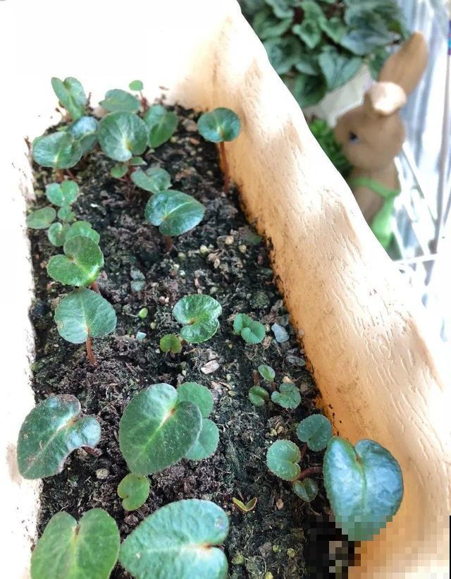 花开完别剪,再等15天,能收上千粒种子! 花开完别剪,再等15天,能收上千粒种子!