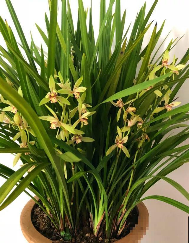 8种花换盆,换好了生一堆,换错立马死! 8种花换盆,换好了生一堆,换错立马死!