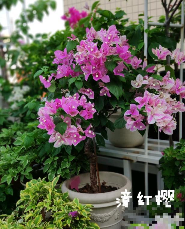 20平的小楼顶，养了100多盆三角梅，花团锦簇美不胜收！
