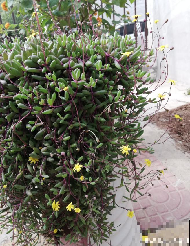 5种多肉，吊起来养，长成一面瀑布太霸气！