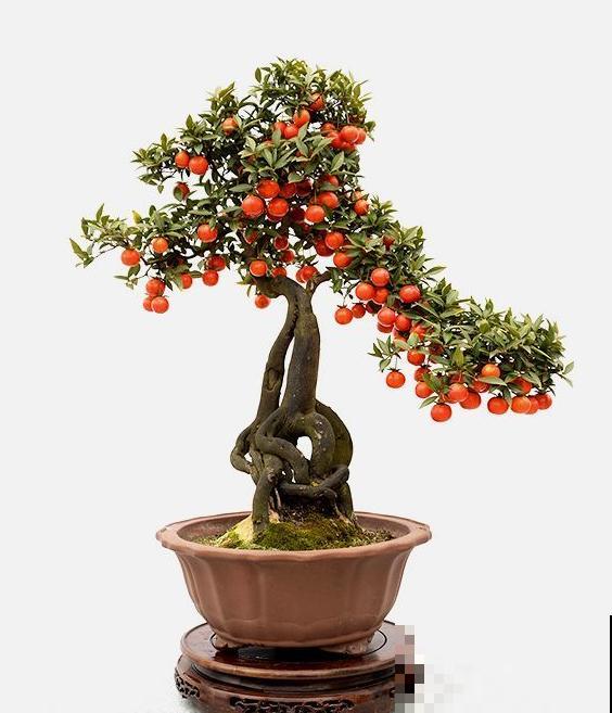 惊艳的6大盆景造型,中国植物艺术的巅峰,收藏起来! 惊艳的6大盆景造型,中国植物艺术的巅峰,收藏起来!