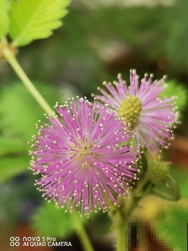 家里有老人,7种花别养在家,对身体不好 家里有老人,7种花别养在家,对身体不好