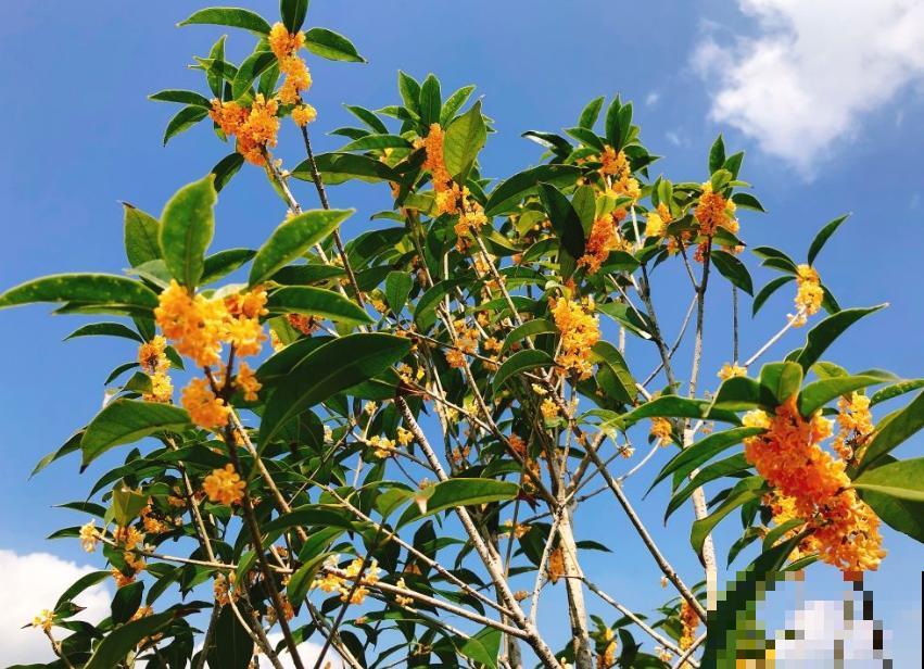 一句诗一种花,根据诗句猜花名,全猜对的是个文化人 一句诗一种花,根据诗句猜花名,全猜对的是个文化人