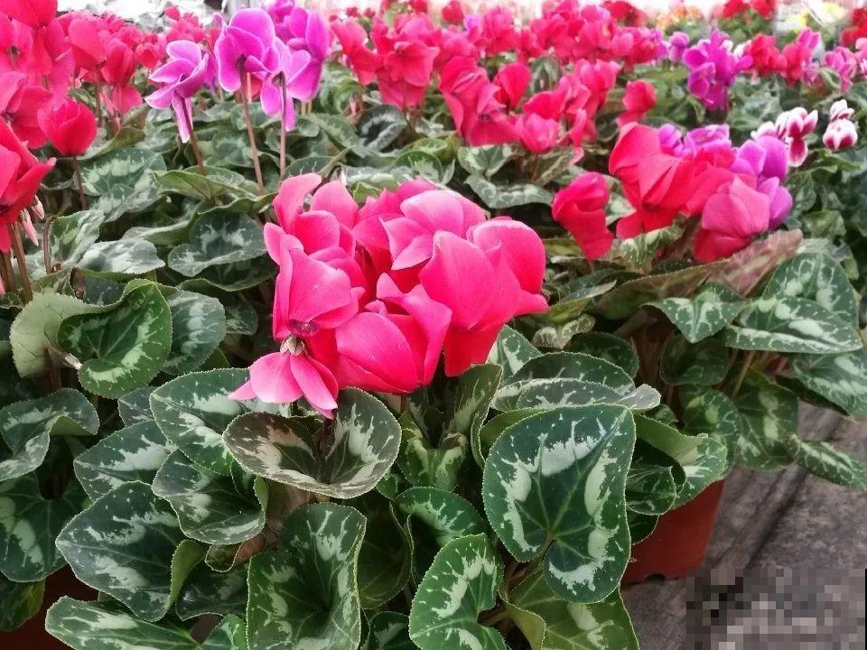 9月后就养这些花,比绿萝好养,疯狂开花到明年! 9月后就养这些花,比绿萝好养,疯狂开花到明年!