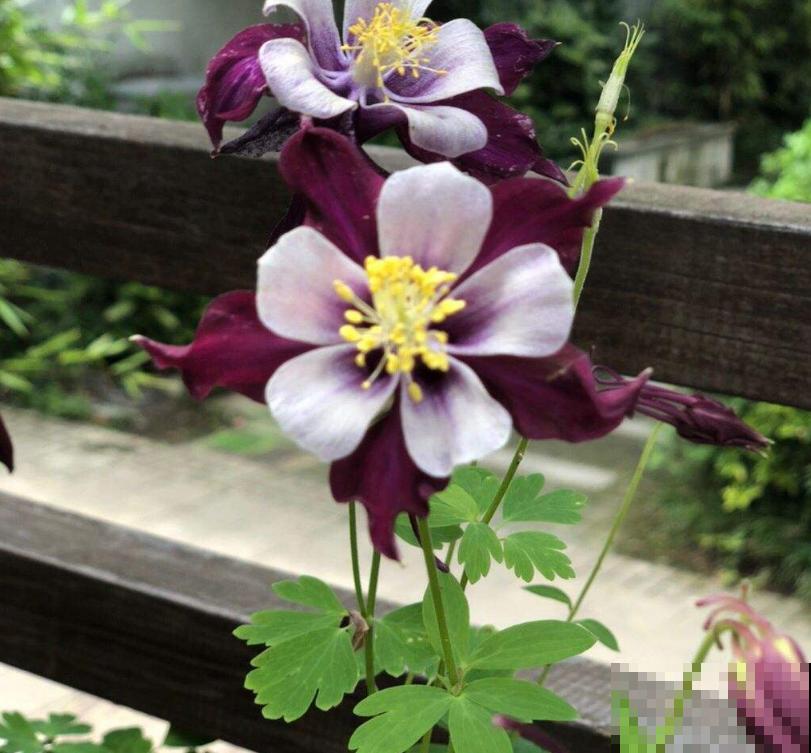 耧斗菜太“乖”,咋养都省心,懒人必备! 耧斗菜太“乖”,咋养都省心,懒人必备!