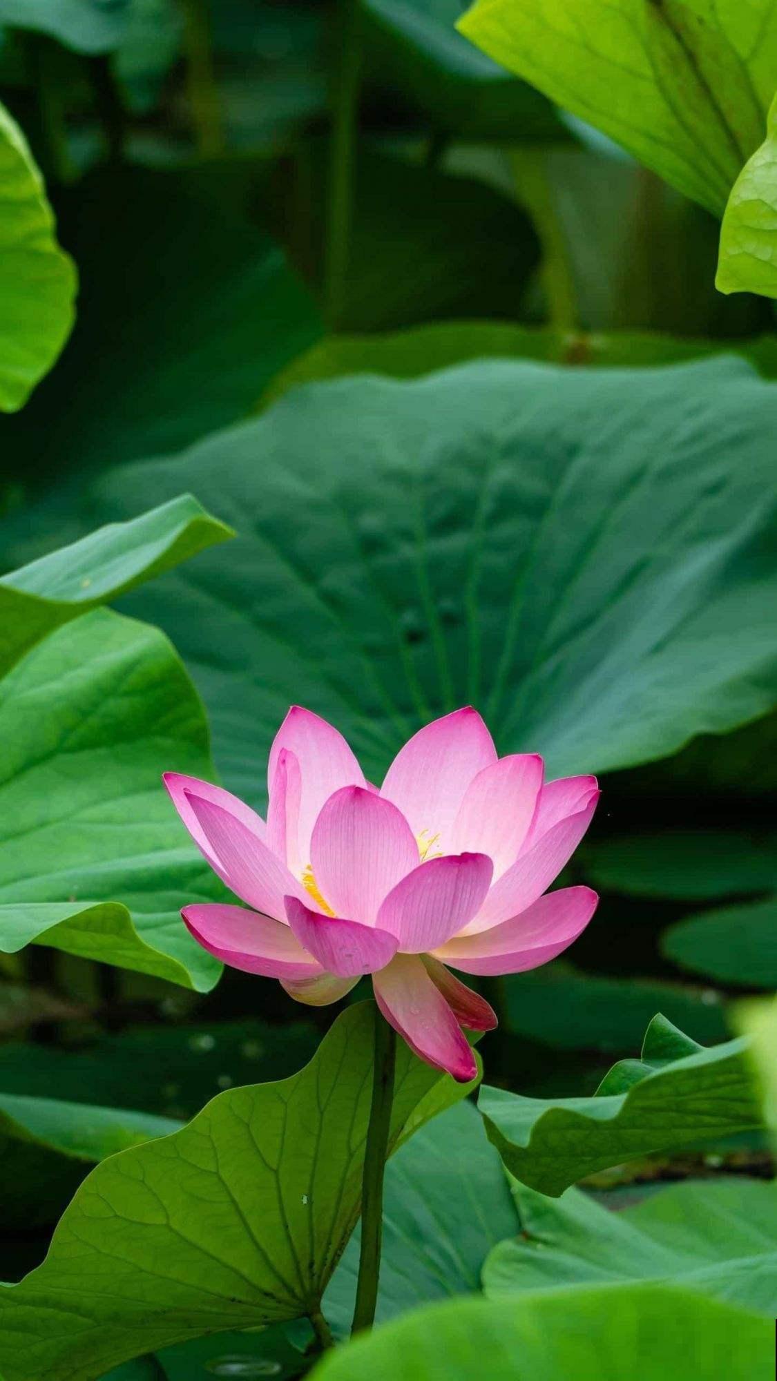 看惯了小花朵,养这5种花,开花大气惹人爱! 看惯了小花朵,养这5种花,开花大气惹人爱!