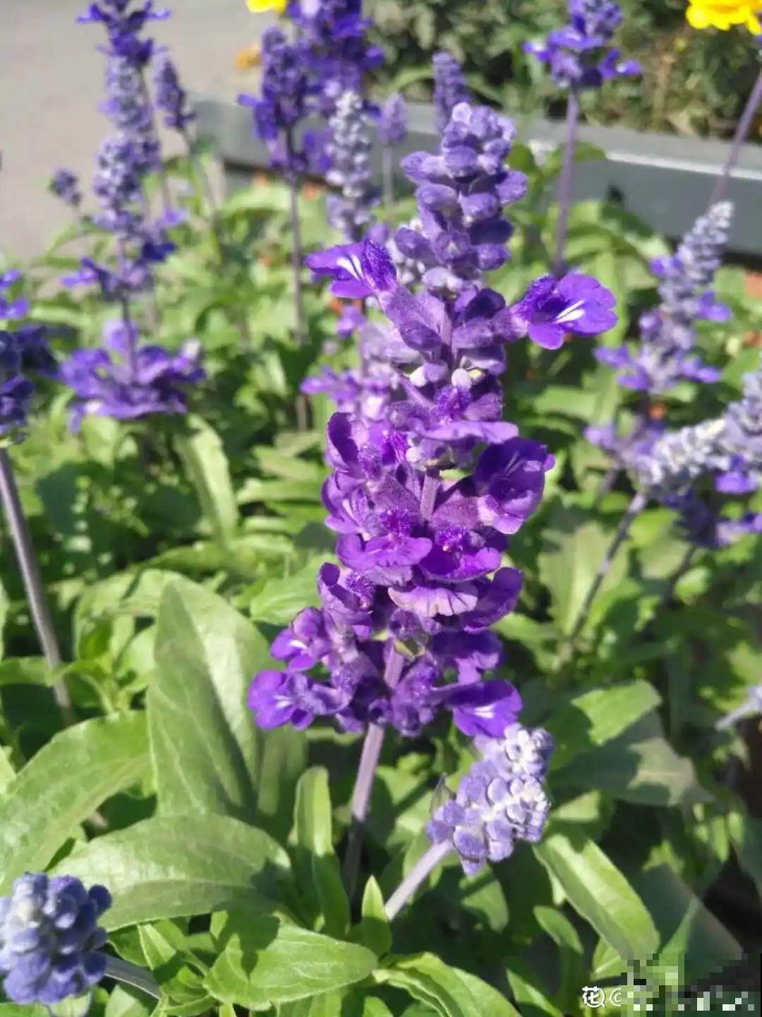 这花名字太难听，我实在叫不出口，到底谁起的！