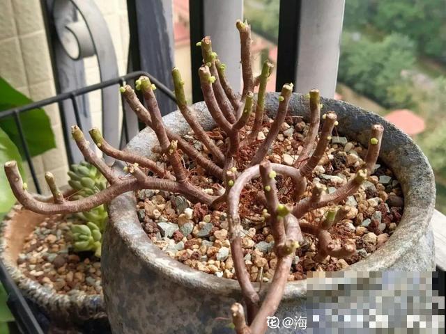 20种花,天凉了赶紧剪,来年开花有多又艳! 20种花,天凉了赶紧剪,来年开花有多又艳!